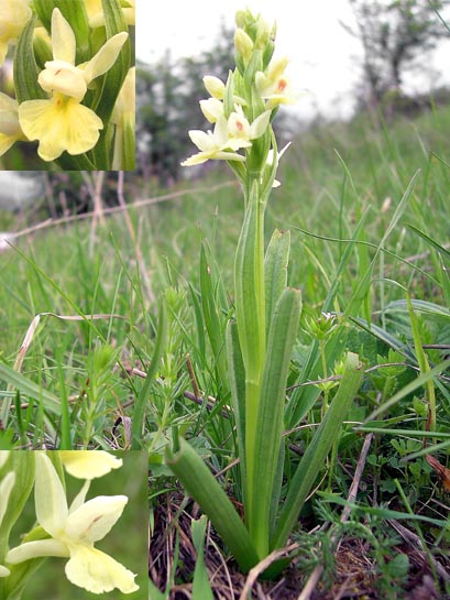 Dactylorhiza markusii.jpg